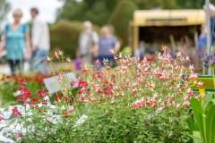 2018-09-15-Toby-Harvest-Festival-255-XL