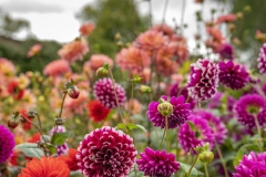 2018-09-15-Toby-Harvest-Festival-294-XL