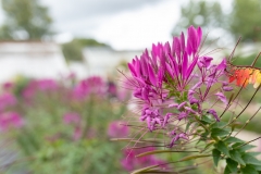 2018-09-15-Toby-Harvest-Festival-305-XL