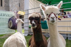 2018-09-15-Toby-Harvest-Festival-345-XL