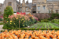 pumpkins