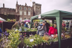 Powderham-Flower-Matt-Austin-105