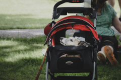 Dog-in-pram-2