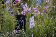 Garden-palnts-5