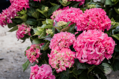 Garden-palnts-6