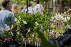 Garden-plants-2