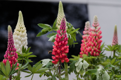 Garden-plants-8