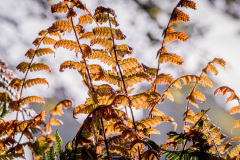 Ferns-1