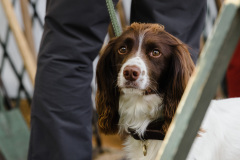 Festival-dogs-4