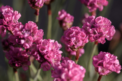 Flowers-1