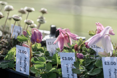 Flowers-2