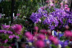 Flowers-4