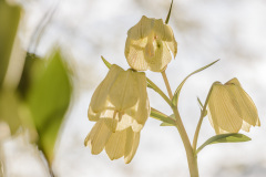Flowers-in-morning-light-1