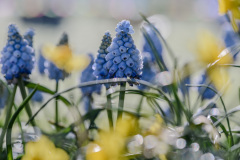 Flowers-in-morning-light-day-2-1