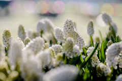 Flowers-in-morning-light-day-2-3