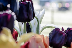 Flowers-in-morning-light-day-2-4