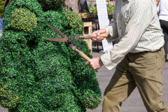 Walking-bushes-2
