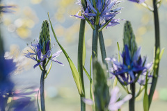 flowers-in-the-morning-light-2