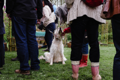 TGF-Day-1-Festival-dogs-4