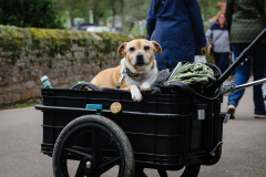 TGF-Day-1-festival-dogs-Sophie-rescue-dog-2