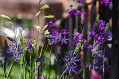 TGF-Day-1-plant-shopping-5
