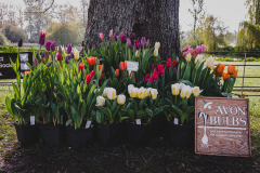 TGF-Day-2-Avon-Bulbs-1