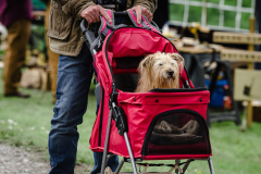 TGF-Day-2-Festival-dogs-4