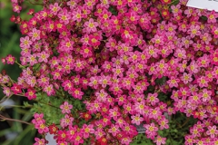 2018-04-28-Toby-Garden-fest-powderham-072