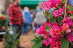 2018-04-28-Toby-Garden-fest-powderham-092