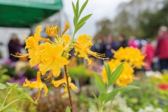 2018-04-28-Toby-Garden-fest-powderham-109