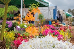 2018-04-28-Toby-Garden-fest-powderham-112