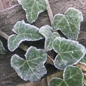 frosted ivy leaf