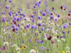 Free wildflower seed packets